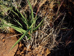 Fingerhuthia africana