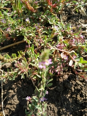 Lythrum tribracteatum