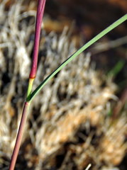 Fingerhuthia africana