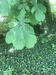 Aesculus