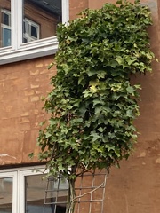 Hedera
