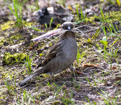 Passer domesticus