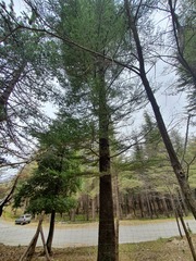 Abies nebrodensis