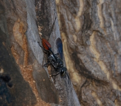 Isodontia edax