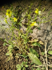 Verbascum heterophyllum