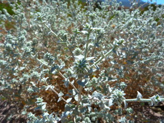 Brickellia nevinii