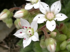 Sedum