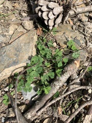 Medicago arabica