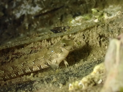 Microlipophrys dalmatinus