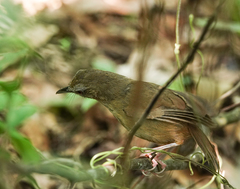 Malacocincla abbotti
