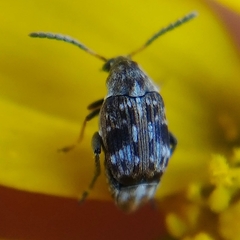 Bruchidius bimaculatus