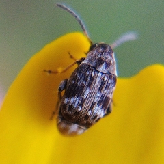 Bruchidius bimaculatus
