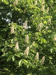 Aesculus