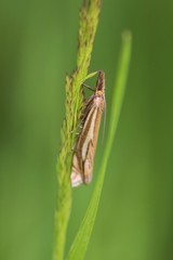 Crambus pratella