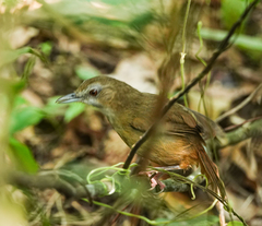 Malacocincla abbotti