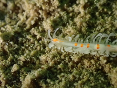 Myrianida pinnigera