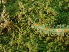 Myrianida pinnigera