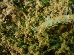 Myrianida pinnigera