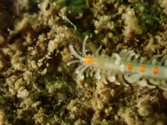 Myrianida pinnigera