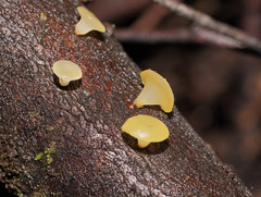 Heterotextus miltinus