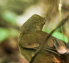 Malacocincla abbotti