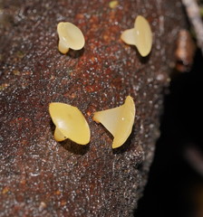 Heterotextus miltinus