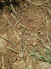 Sporobolus alopecuroides