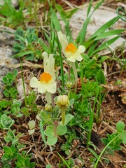 Linaria reflexa