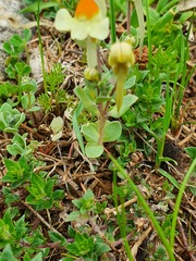 Linaria reflexa