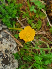 Ranunculus millefoliatus