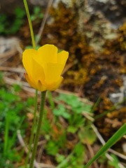 Ranunculus millefoliatus