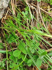 Ranunculus millefoliatus