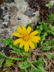 Hyoseris radiata
