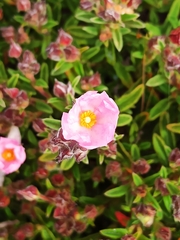 Cistus × skanbergii