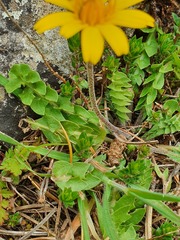 Hyoseris radiata