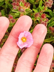 Cistus × skanbergii