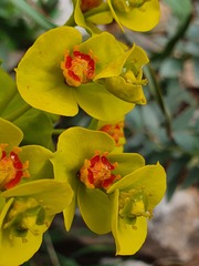 Euphorbia rigida