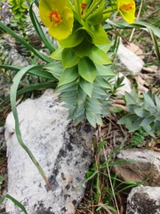 Euphorbia rigida