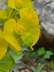 Euphorbia rigida