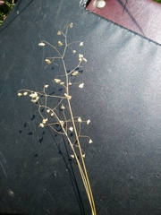 Antinoria insularis