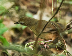 Malacocincla abbotti