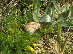 Helix albescens