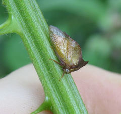 Stictocephala stimulea