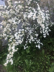 Spiraea