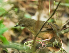 Malacocincla abbotti