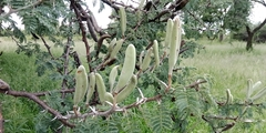 Vachellia hebeclada