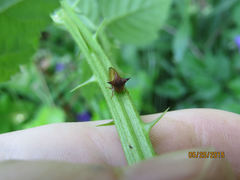 Stictocephala stimulea