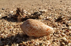 Conus cocceus