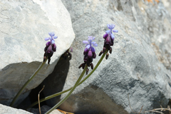 Muscari baeticum
