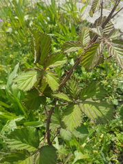 Rubus elegantispinosus